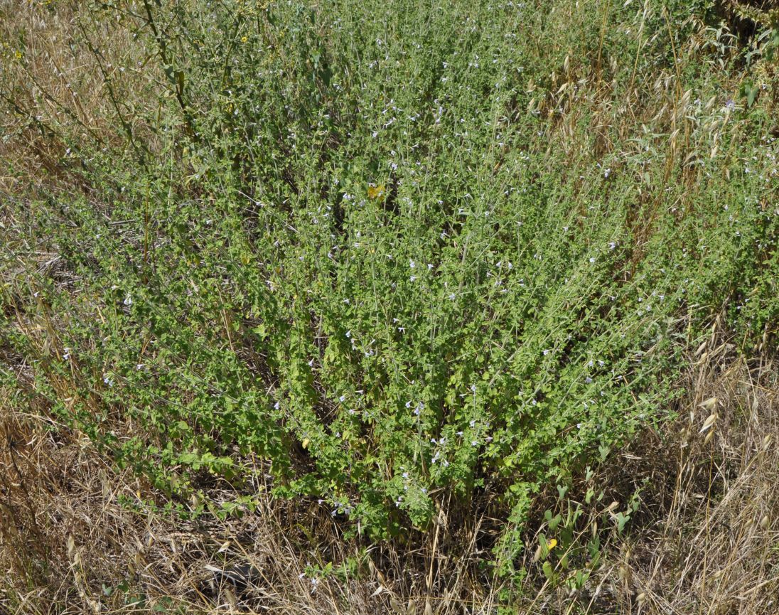 Image of Clinopodium spruneri specimen.