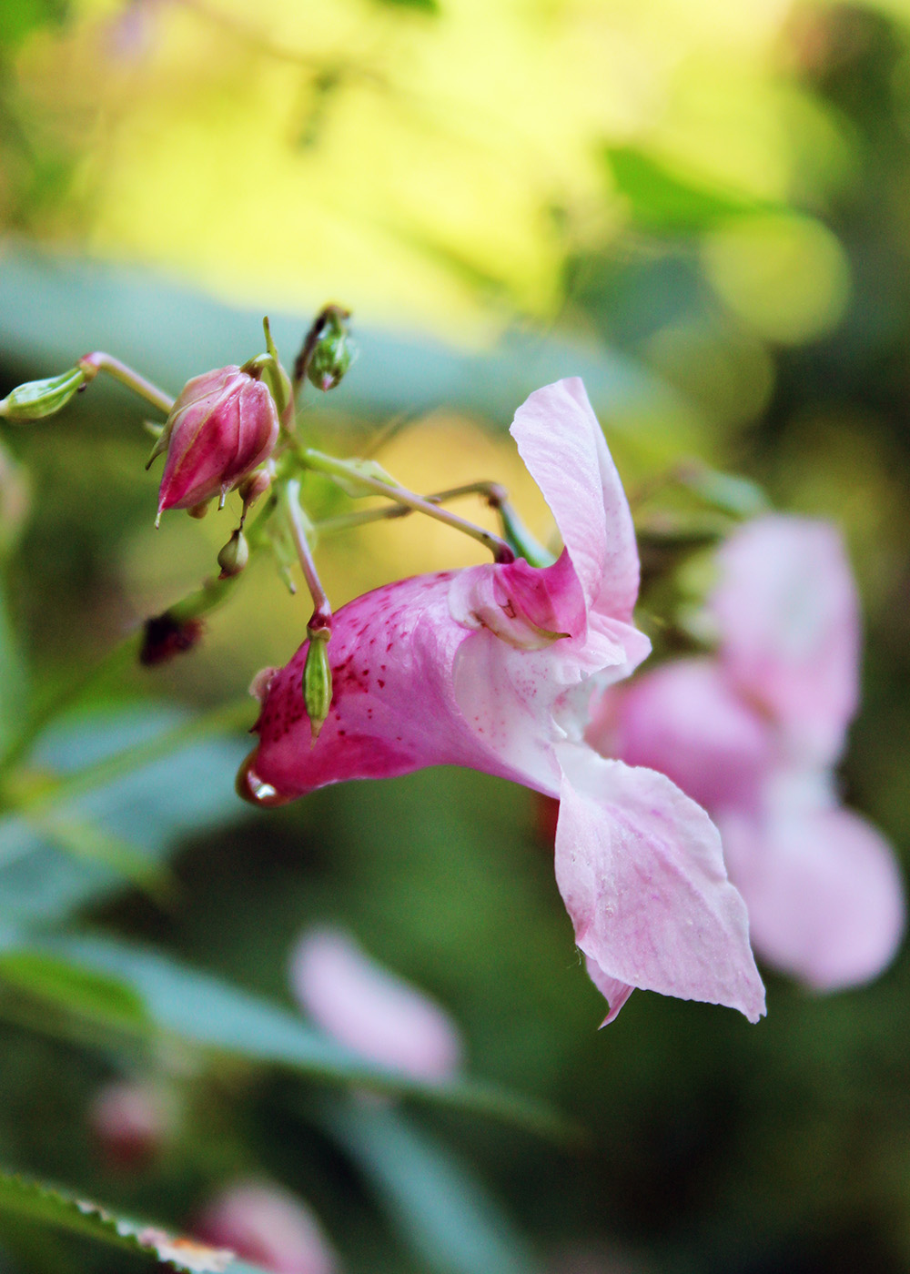 Image of Impatiens glandulifera specimen.