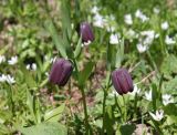 Fritillaria latifolia. Цветущие растения. Краснодарский край, хр. Ачишхо, ок. 1800 м н.у.м., субальпийский луг. 26.06.2017.