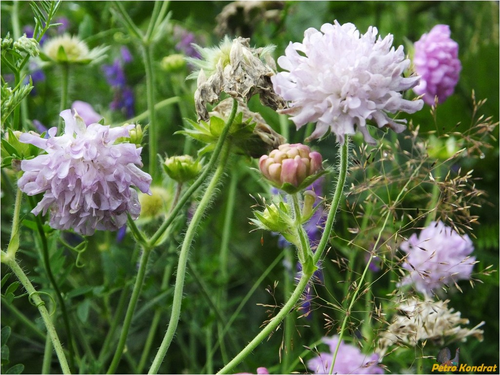 Image of Knautia arvensis specimen.