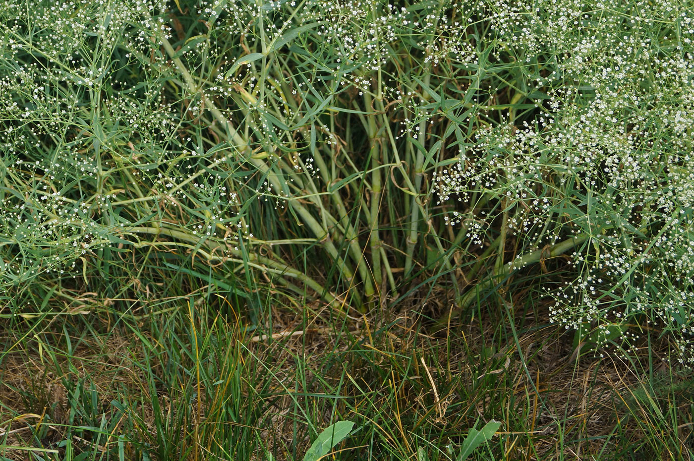 Изображение особи Gypsophila paniculata.