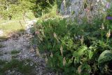 Onobrychis petraea