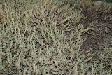 Ruschia perfoliata. Часть плодоносящего растения. Израиль, Шарон, г. Тель-Авив, ботанический сад \"Сад кактусов\". 25.07.2017.