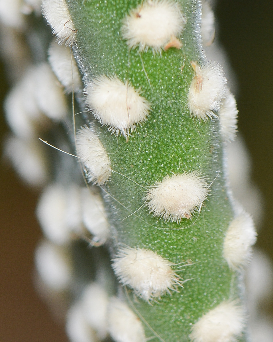 Изображение особи Opuntia microdasys.