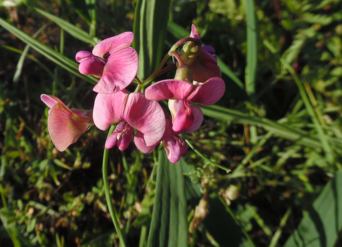 Изображение особи Lathyrus sylvestris.