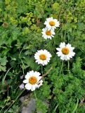 Anthemis melanoloma