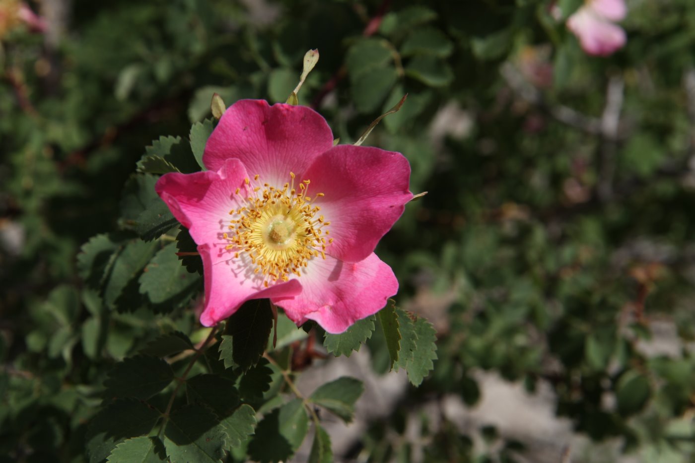 Изображение особи Rosa fedtschenkoana.