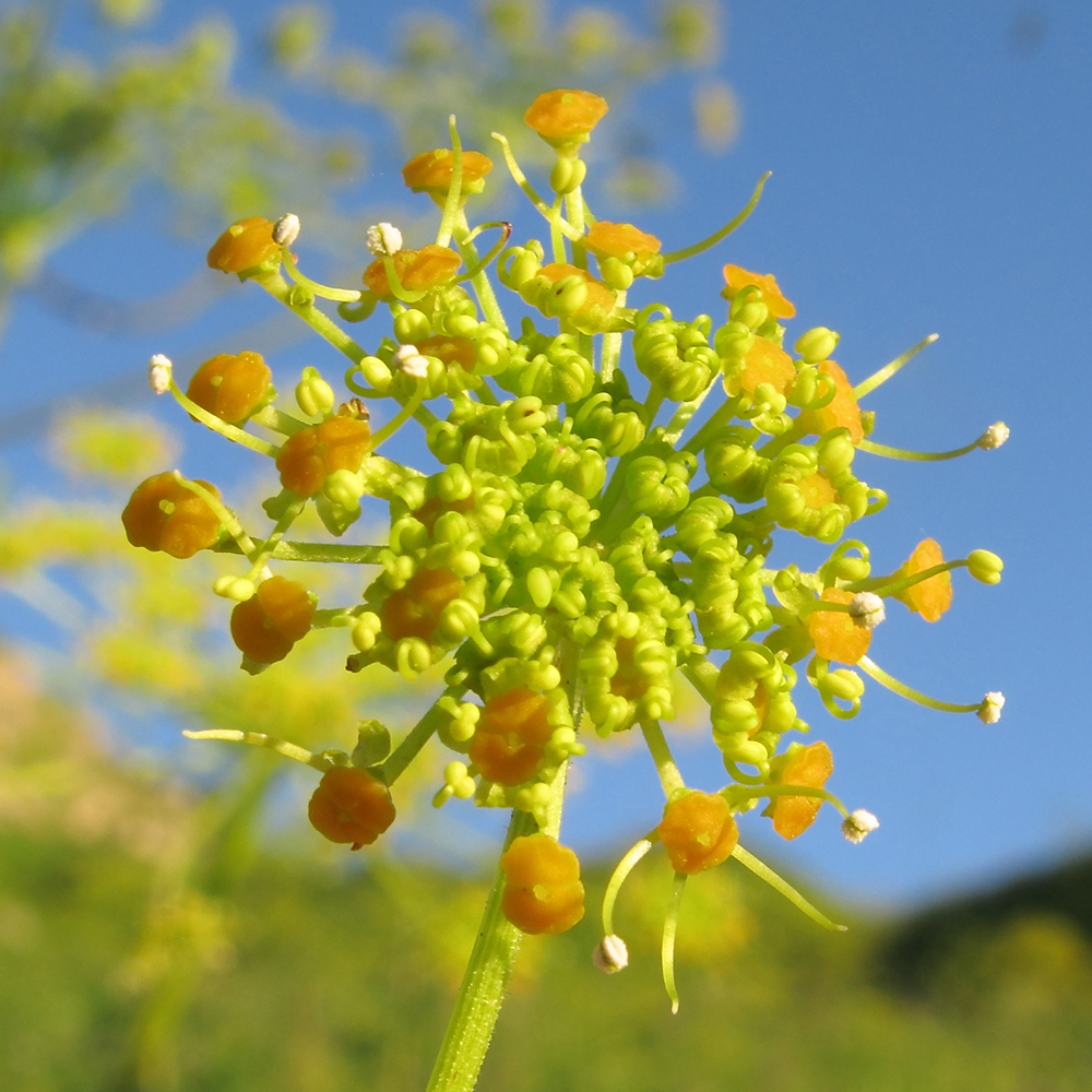 Image of Angelica tatianae specimen.