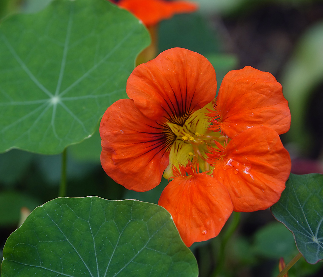 Изображение особи Tropaeolum majus.