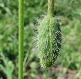 Papaver stevenianum