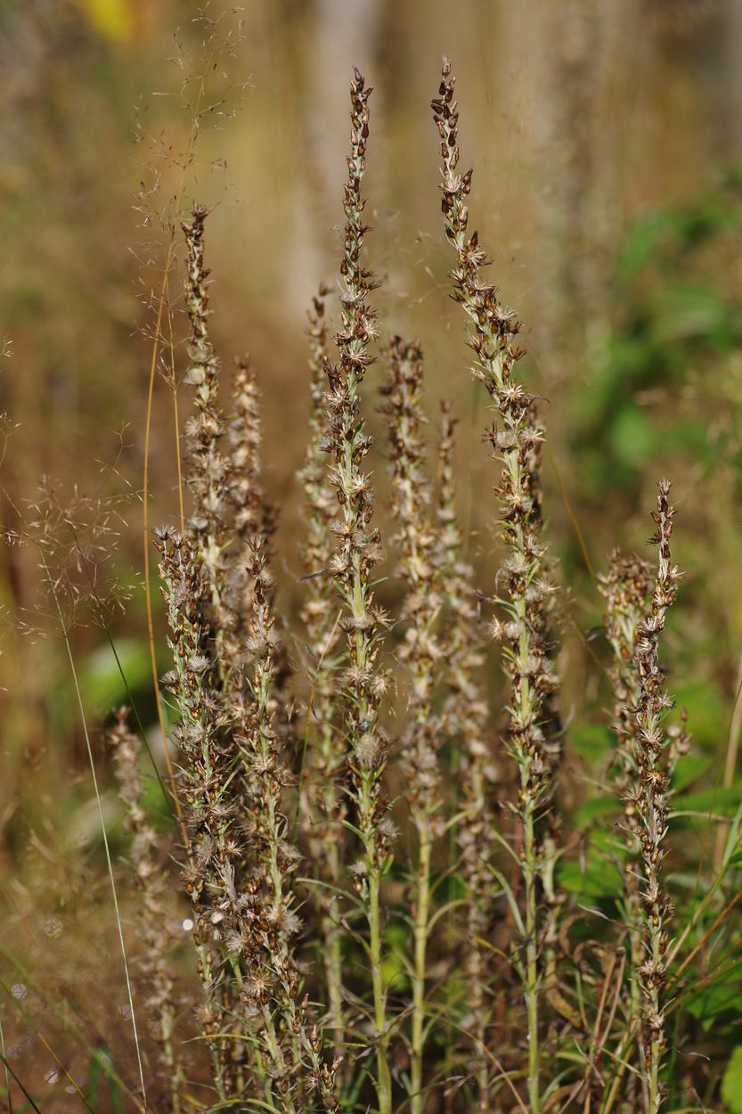 Изображение особи Omalotheca sylvatica.