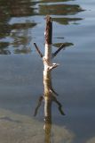 Betula pendula