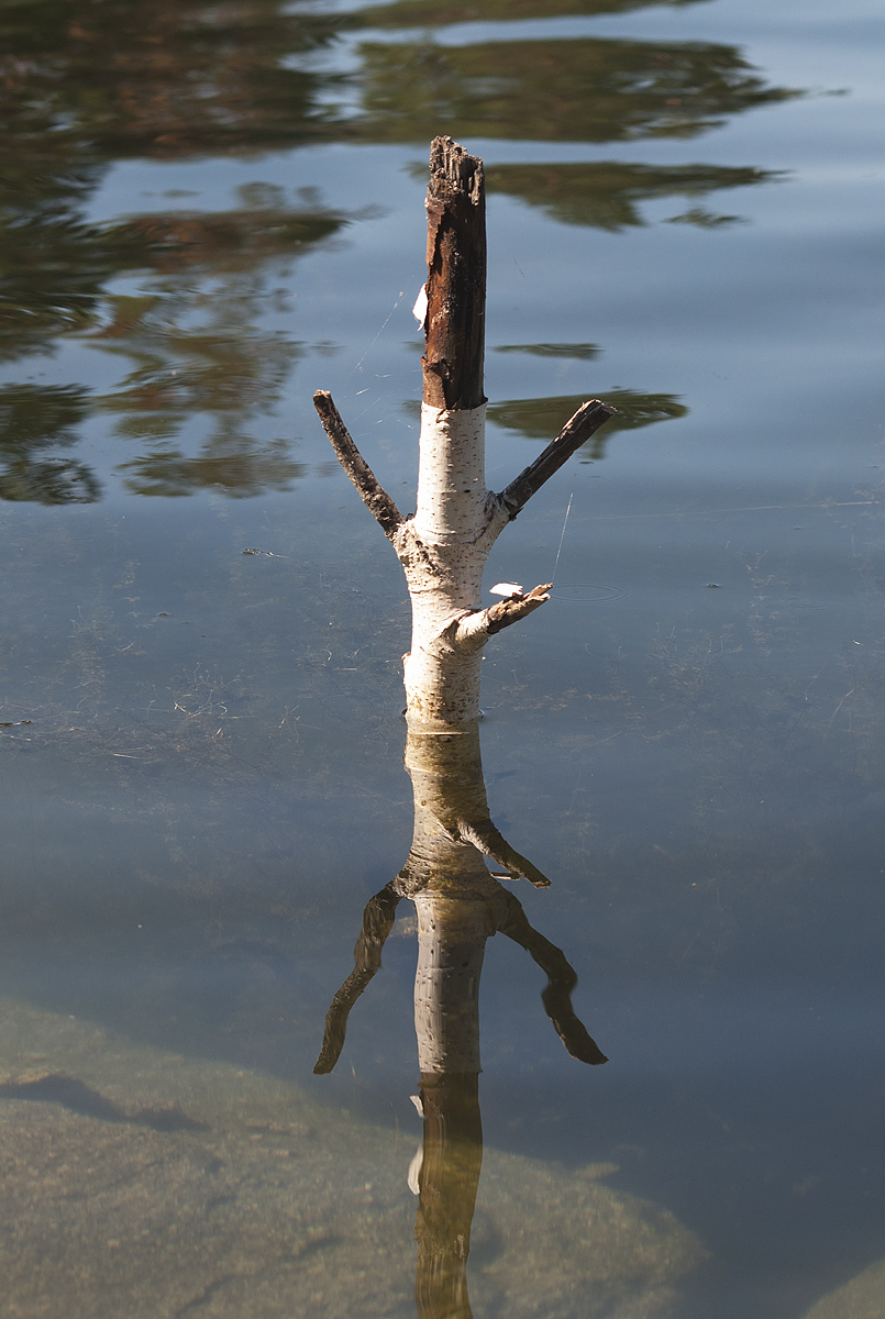 Image of Betula pendula specimen.