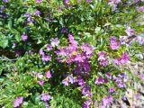 Cuphea hyssopifolia. Побеги с цветками. Австралия, г. Брисбен, пригород Сандгейт, парк. 04.11.2017.