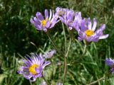 Aster tataricus