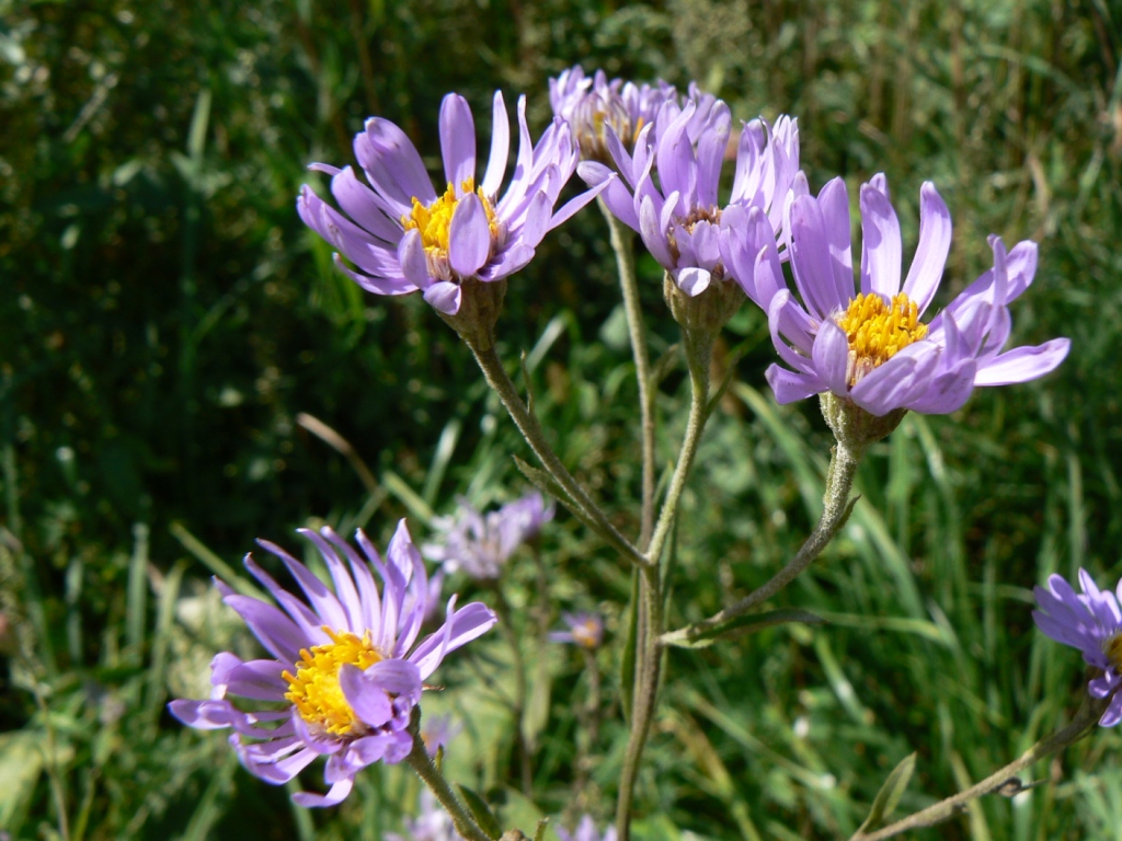 Image of Aster tataricus specimen.