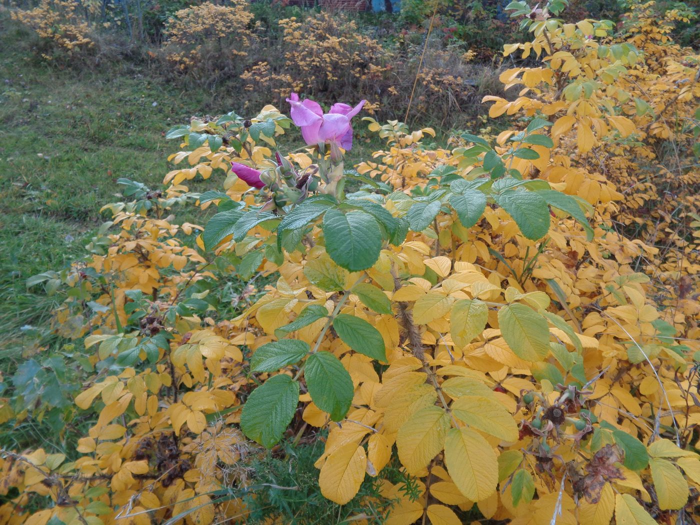 Изображение особи Rosa rugosa.