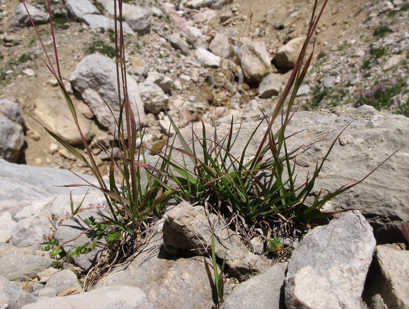 Изображение особи Bromopsis variegata.