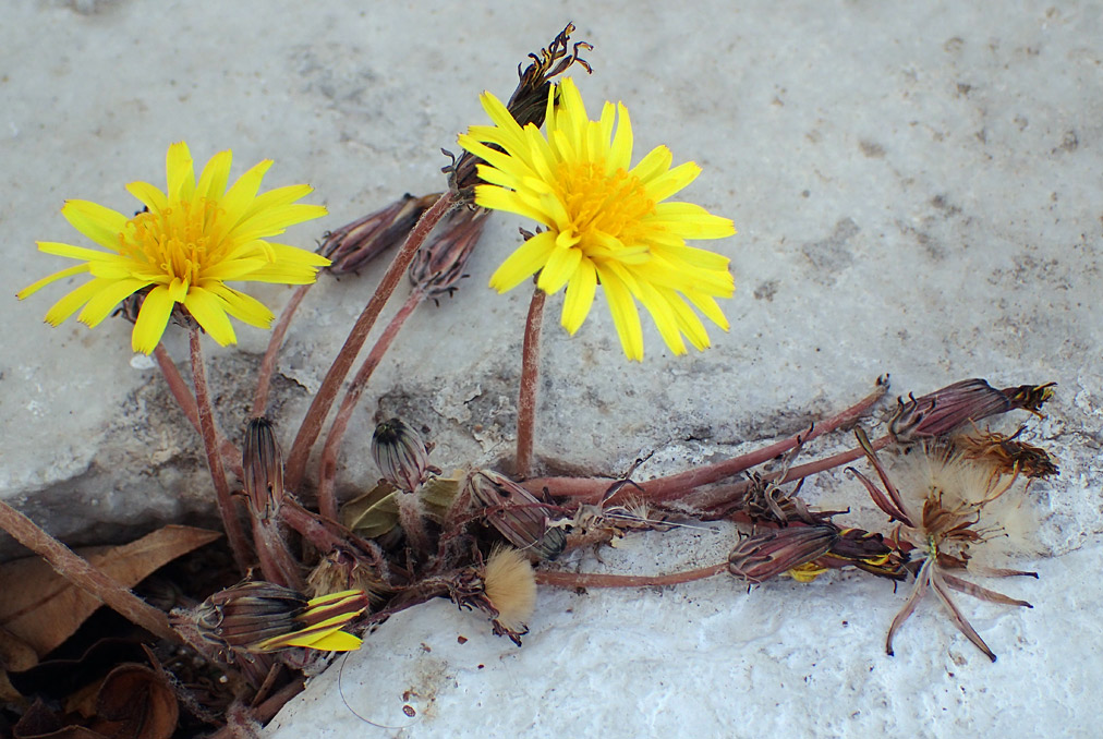 Изображение особи род Taraxacum.