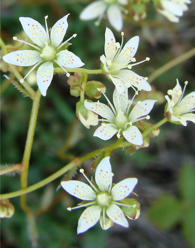 Изображение особи Saxifraga bronchialis.