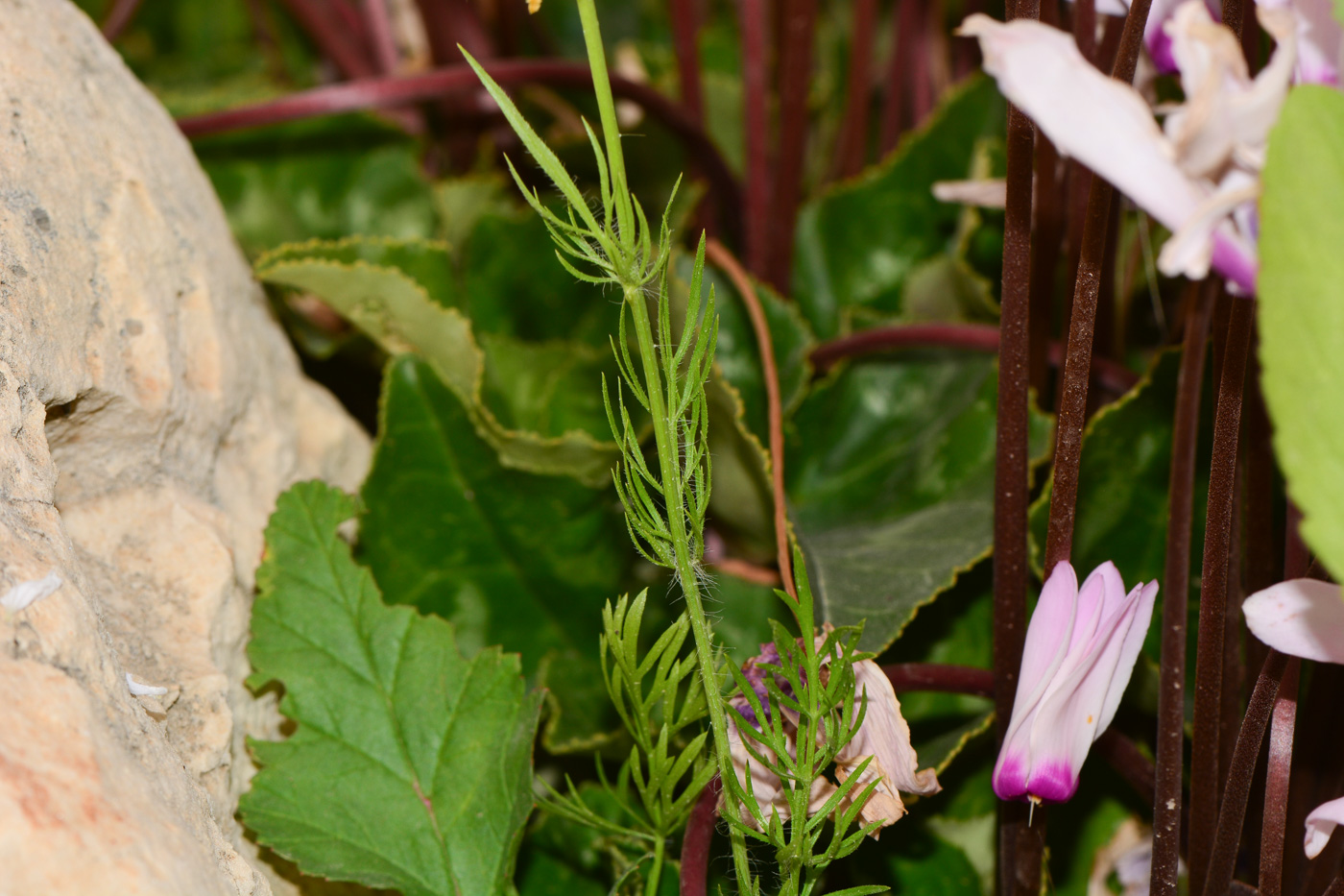 Image of Nigella ciliaris specimen.