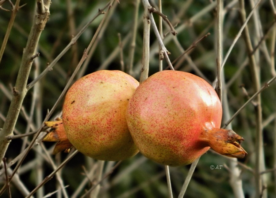 Image of Punica granatum specimen.