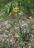 Erysimum cuspidatum. Цветущее растение. Краснодарский край, Абинский р-н, гора Папай, каменистый склон вершины Зап. Папай. 30.04.2017.