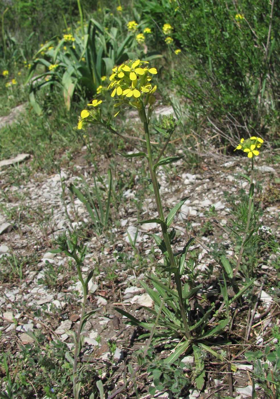 Image of Erysimum cuspidatum specimen.