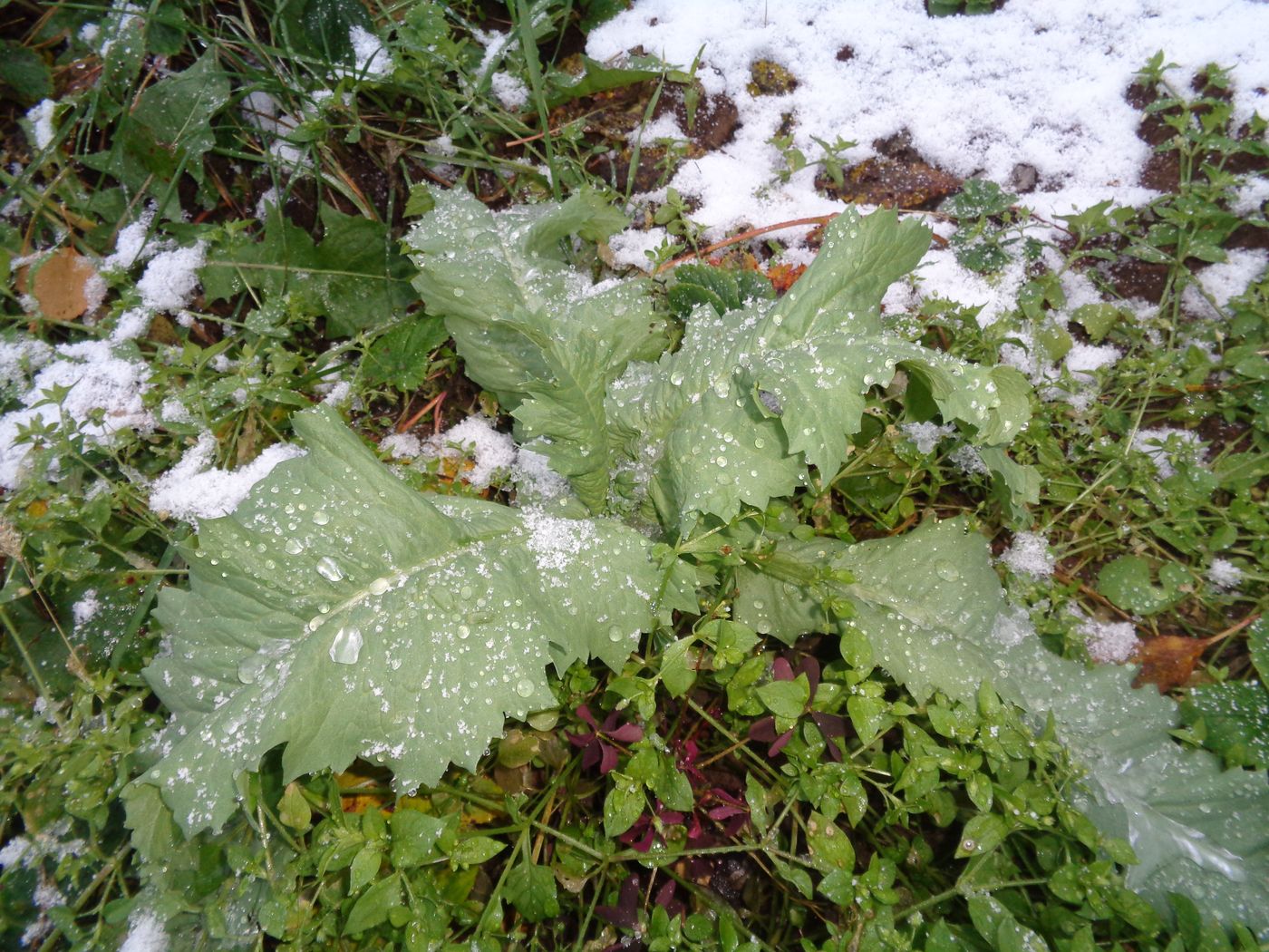 Image of Papaver somniferum specimen.