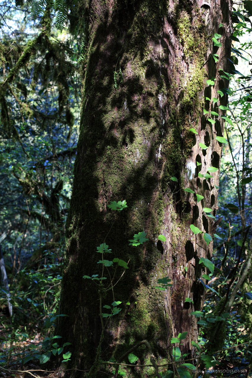 Image of Taxus baccata specimen.