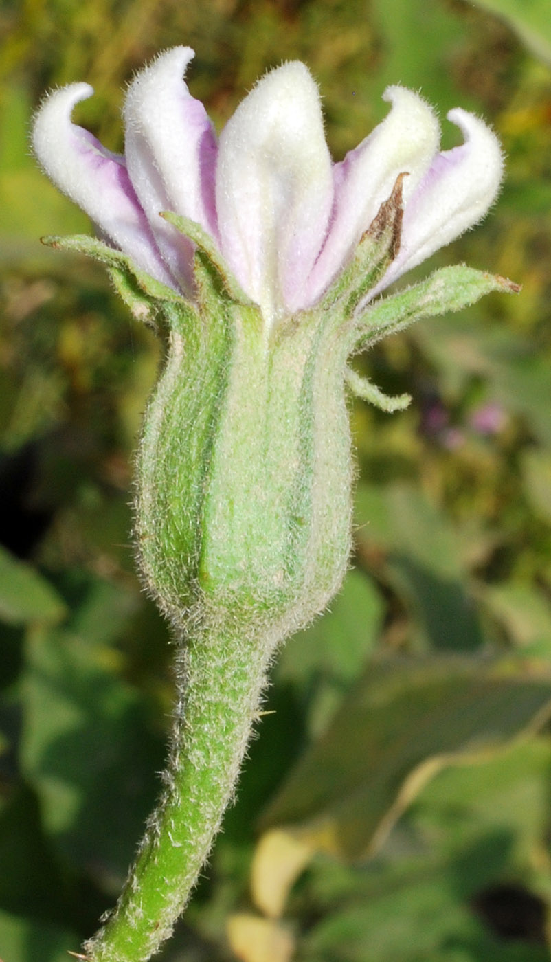 Изображение особи Solanum melongena.