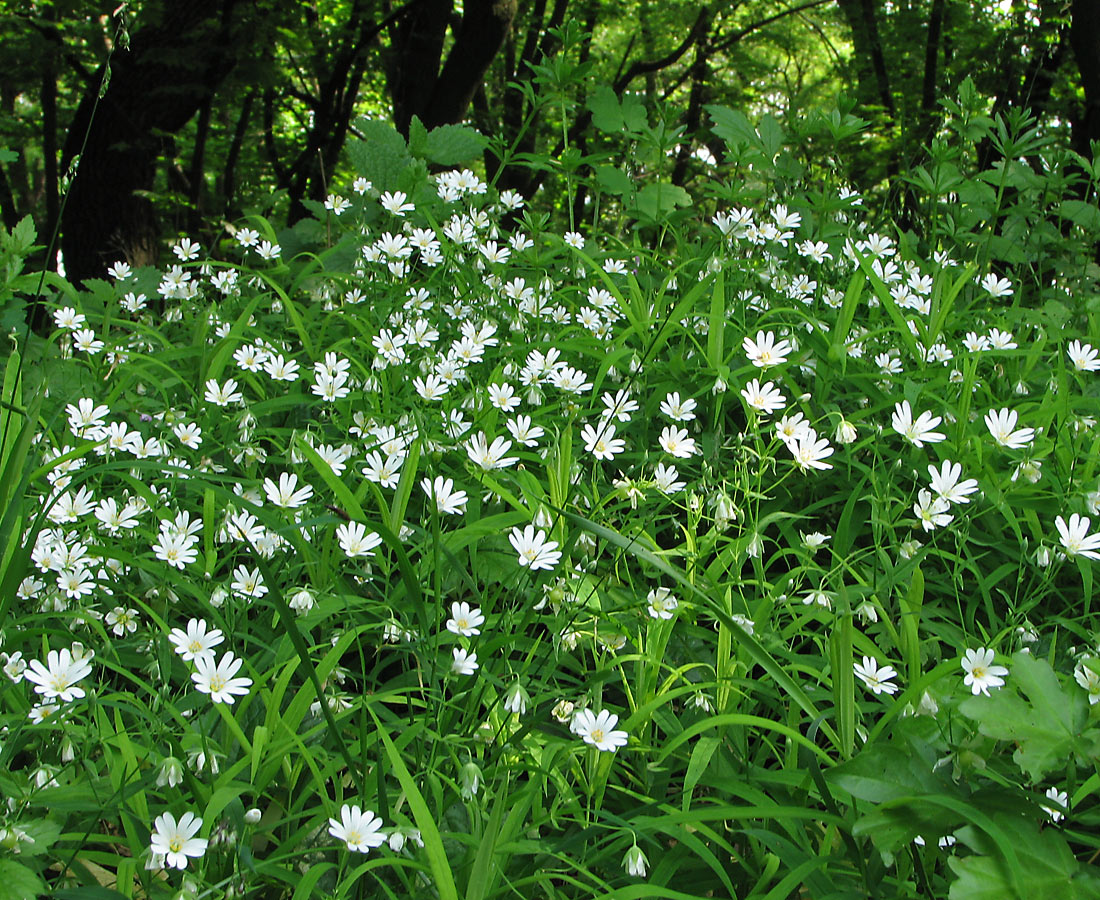 Изображение особи Stellaria holostea.