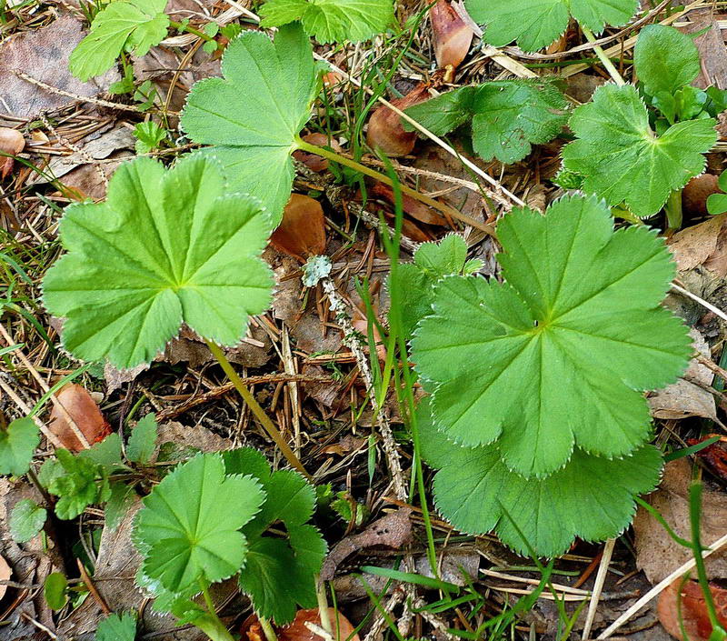 Изображение особи род Alchemilla.