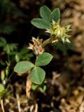 Trifolium scabrum. Верхушка плодоносящего растения. Греция, о-в Крит, ном Ханья (Νομός Χανίων), дим Платаньяс (Δήμος Πλατανιά), горный массив Лефка Ори (Λευκά Όρη), урочище Ксилоскало (Ξυλόσκαλο), ≈ 1200 м н.у.м., каменистый склон у автомобильной дороги. 28 июня 2017 г.