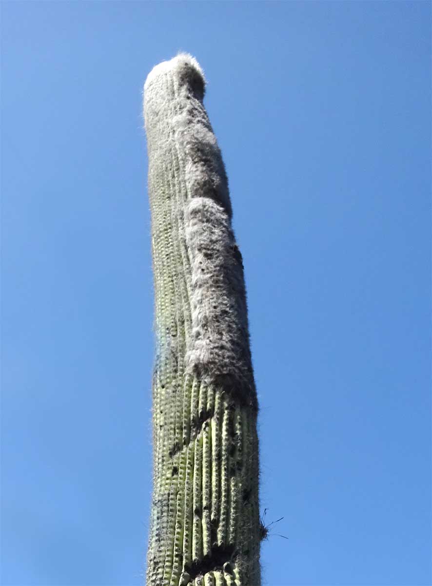 Изображение особи Cephalocereus senilis.