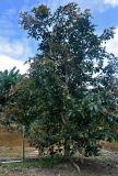 Persea americana. Плодоносящее дерево. Малайзия, Камеронское нагорье, окр. г. Бринчанг, ≈ 1400 м н.у.м., в культуре. 03.05.2017.