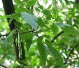 Fraxinus excelsior