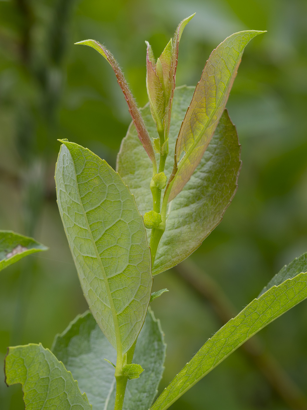 Изображение особи Salix starkeana.