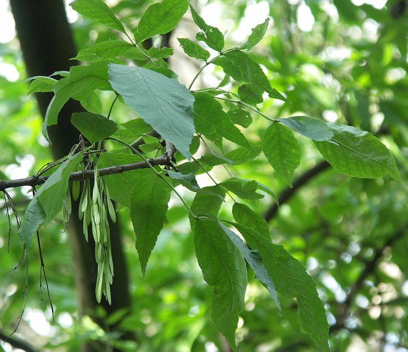 Изображение особи Fraxinus excelsior.