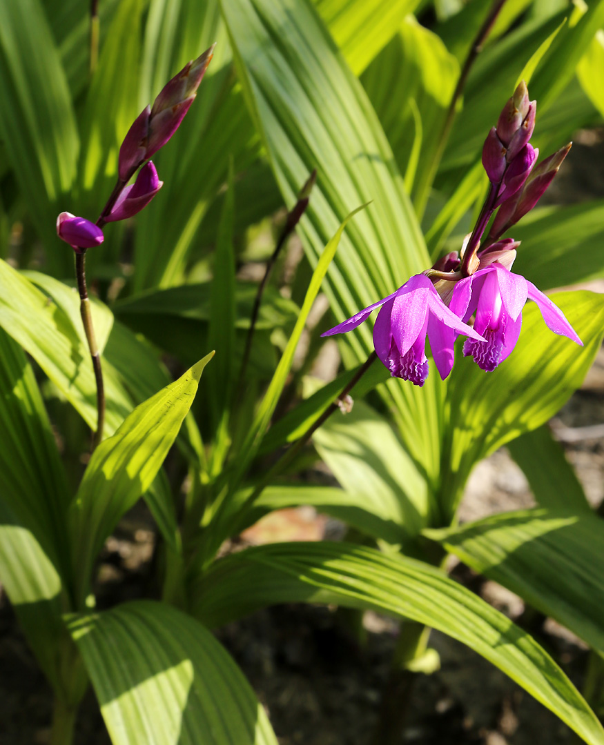 Изображение особи Bletilla striata.
