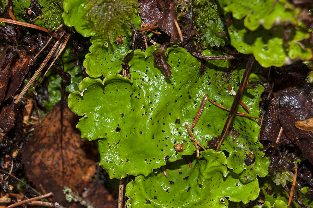 Image of Peltigera aphthosa specimen.