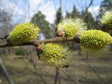 Salix cinerea