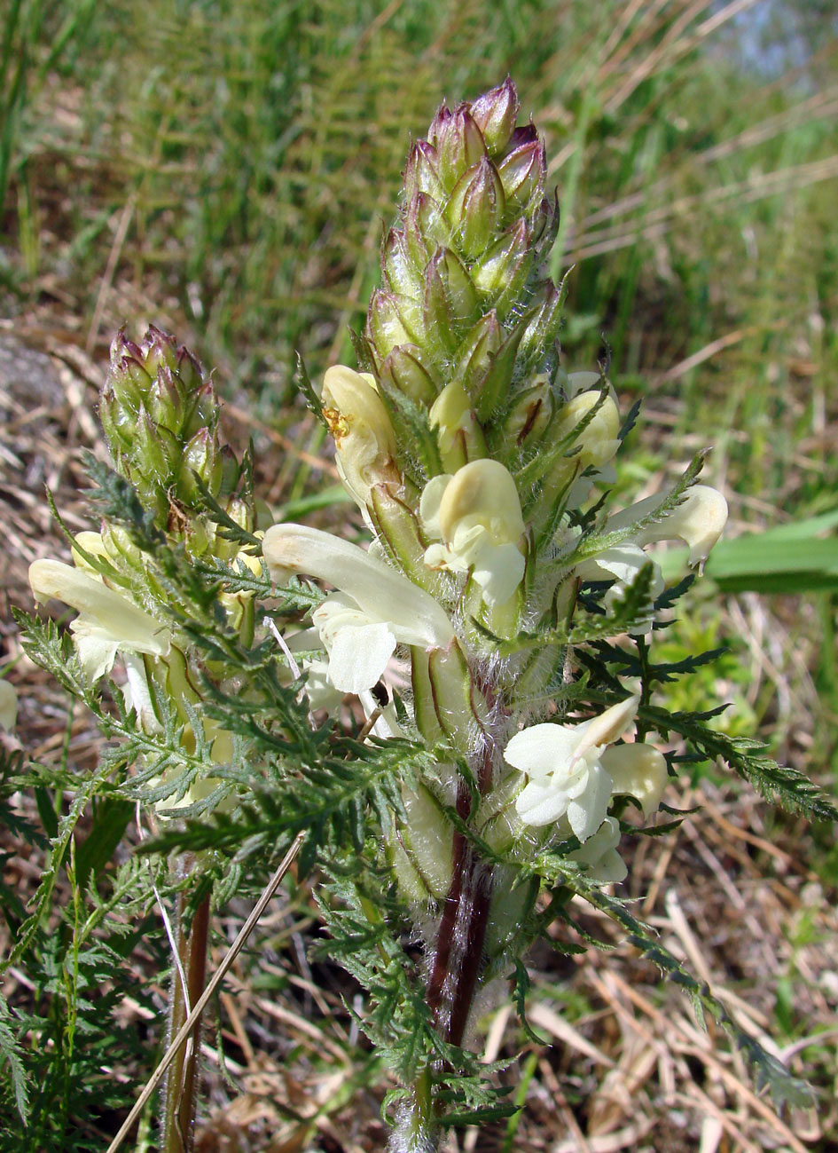 Image of Pedicularis venusta specimen.