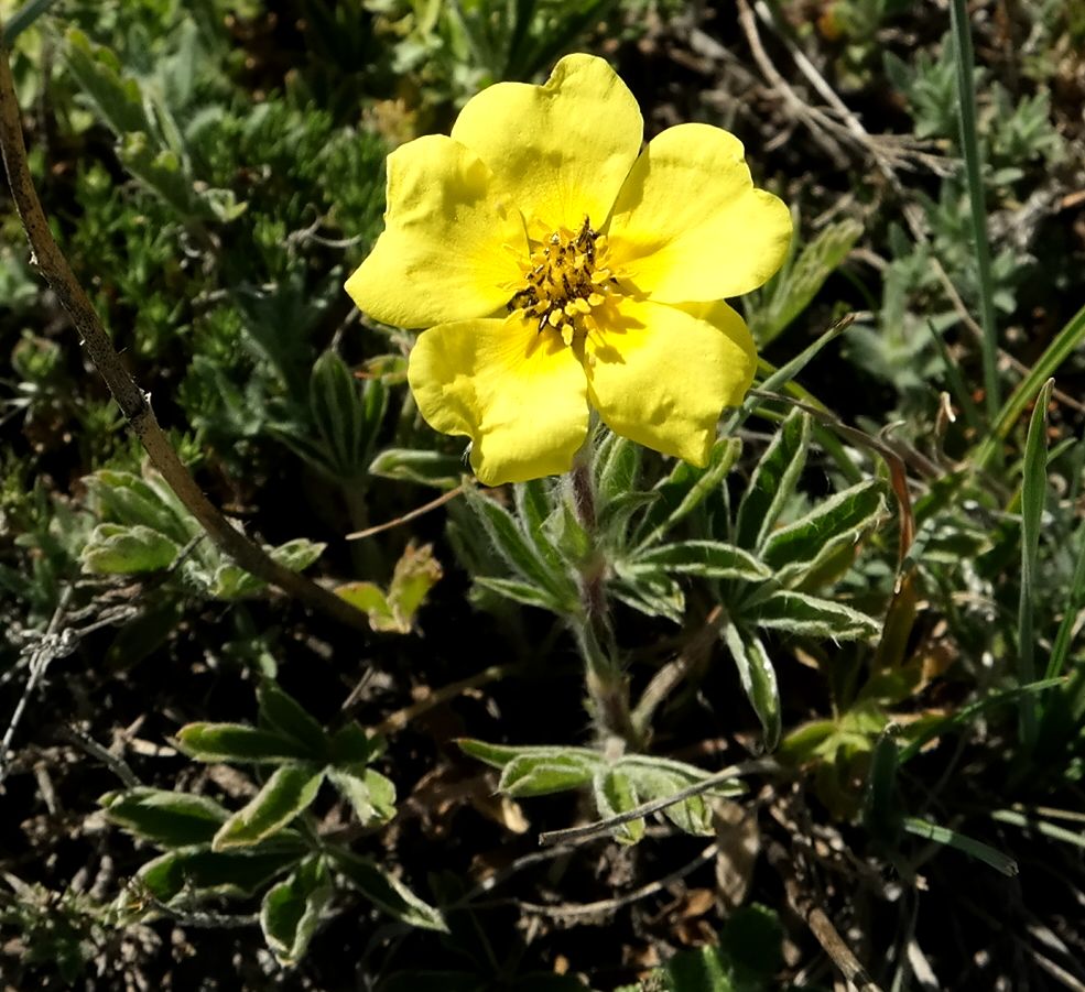 Изображение особи Potentilla taurica.