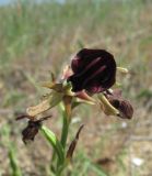 Ophrys mammosa. Цветок. Дагестан, окр. г. Избербаш, луг недалеко от побережья Каспийского моря. 13.05.2018.