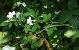 Jasminum officinale