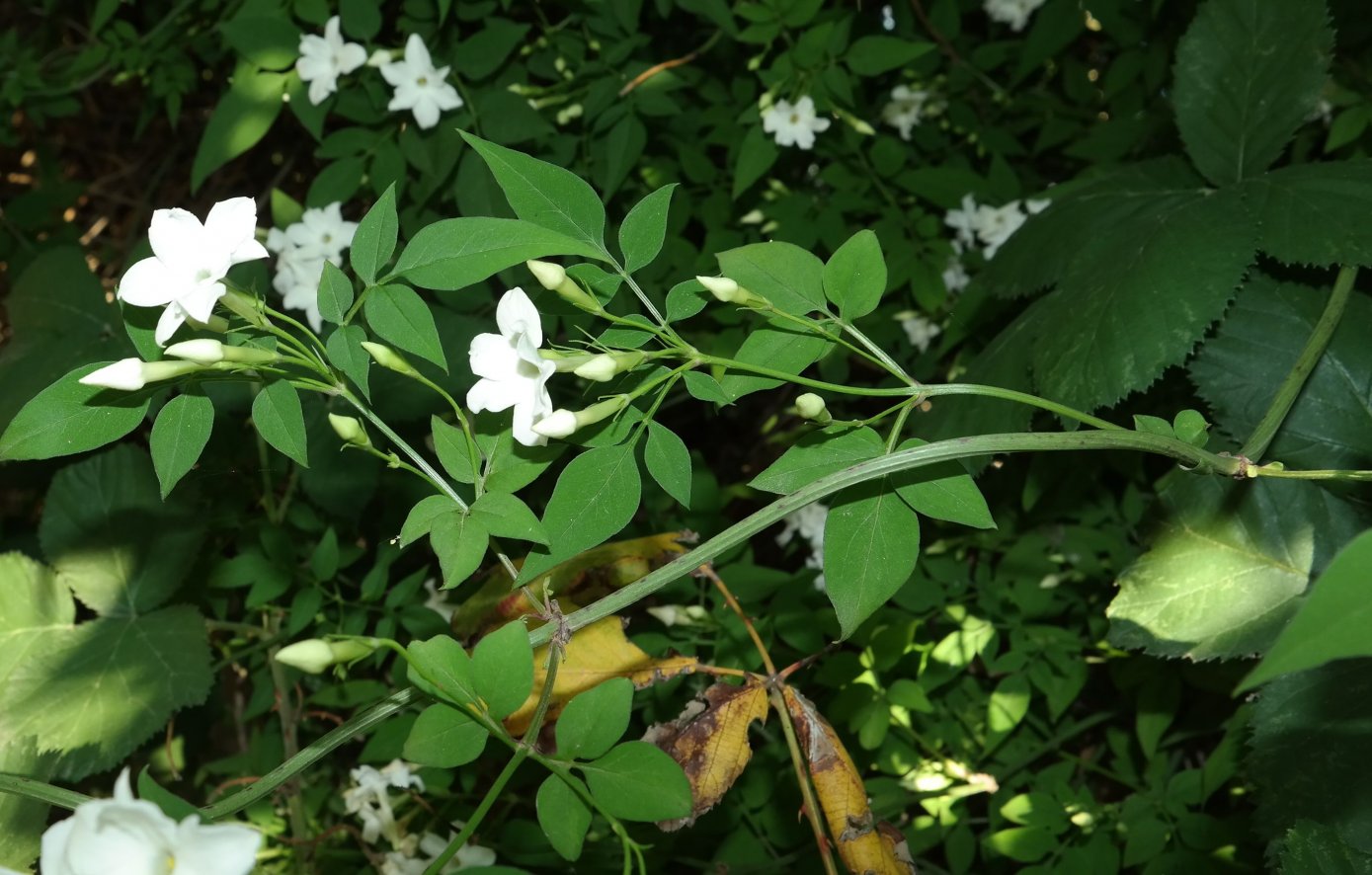 Image of Jasminum officinale specimen.