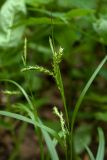 Carex sylvatica. Верхушка побега с соцветиями. Ленинградская обл., Ломоносовский р-н, окр. дер. Вильповицы, глинт, кленово-ясеневый лес. 11.06.2018.