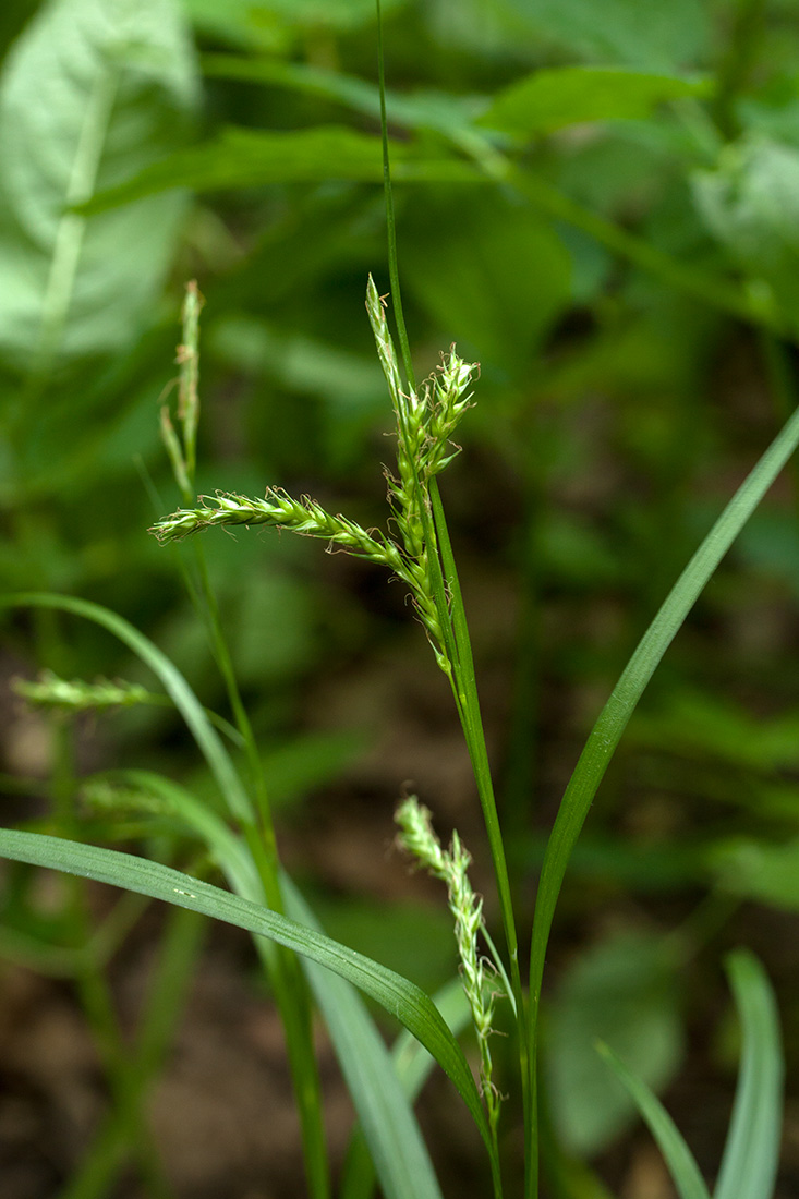 Изображение особи Carex sylvatica.