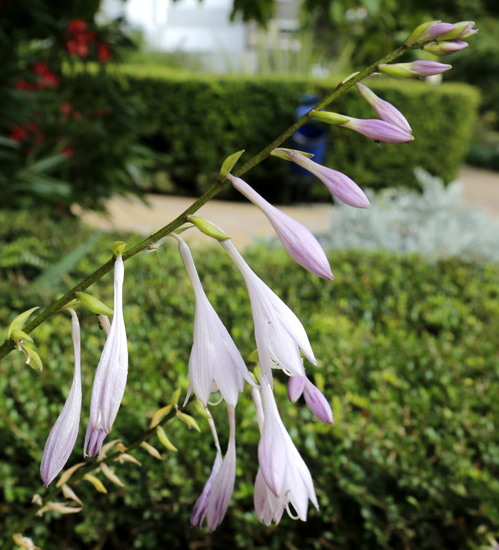 Image of genus Hosta specimen.